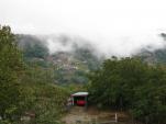 the vines with clouds above